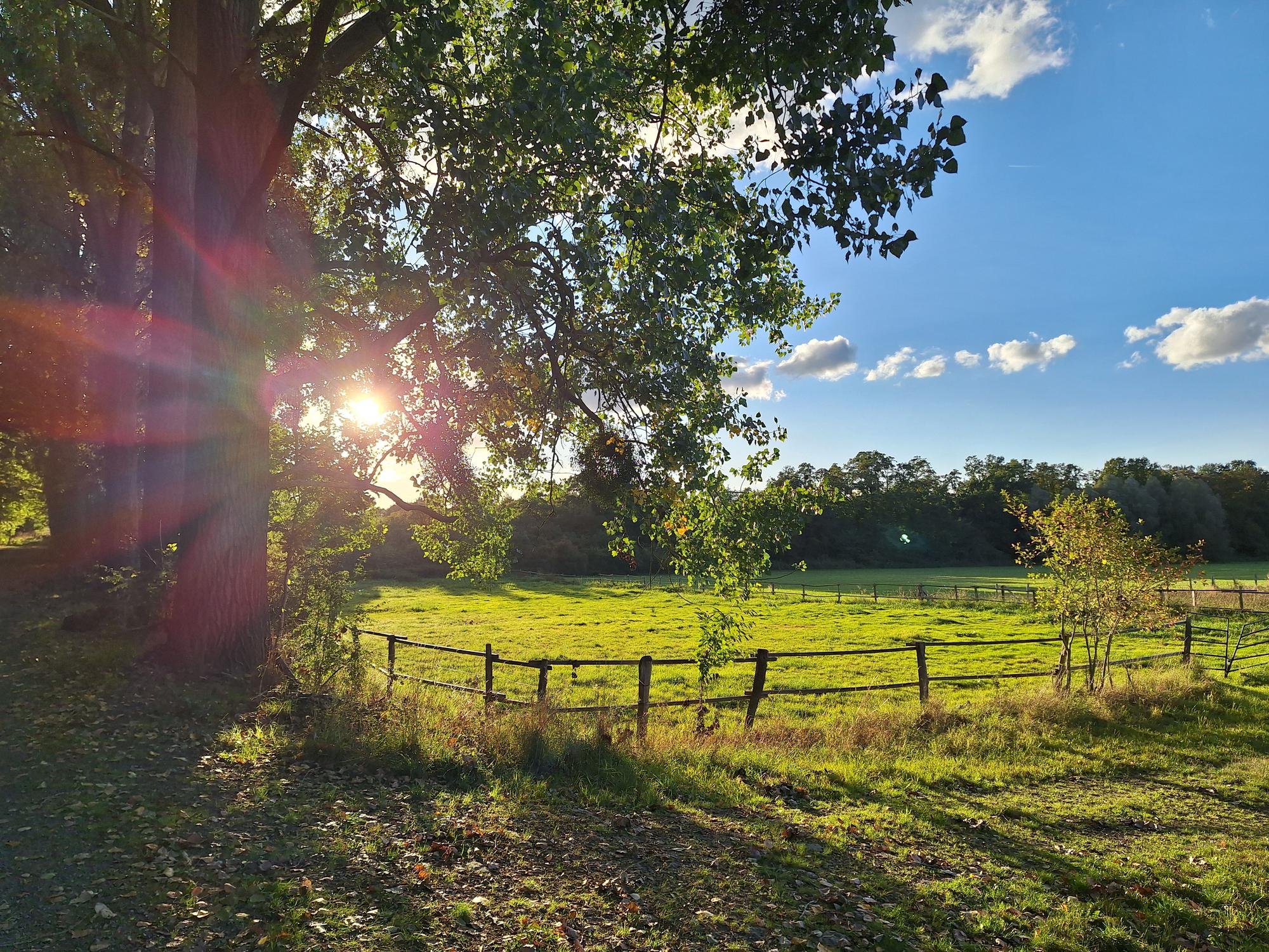  AI generated caption: Sunset over a grassy field with a tree and fence.